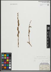 Foto von Salix purpurea L. x Salix viminalis L.